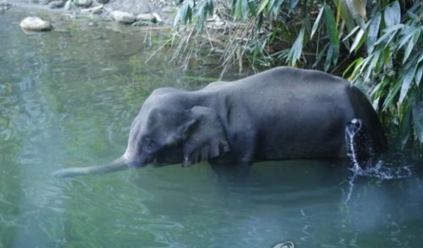'코코넛 폭탄'에 입을 다친 뒤 강물에 입을 담그고 죽음을 맞이한 인도코끼리. /AP=연합뉴스.