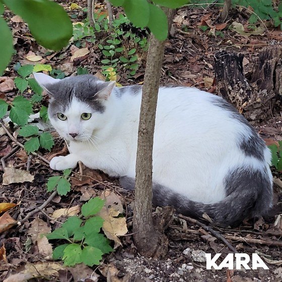 지난해 8월 15일 북서울꿈의숲에 유기된 고양이 '광복이'/ 동물권행동 카라 제공